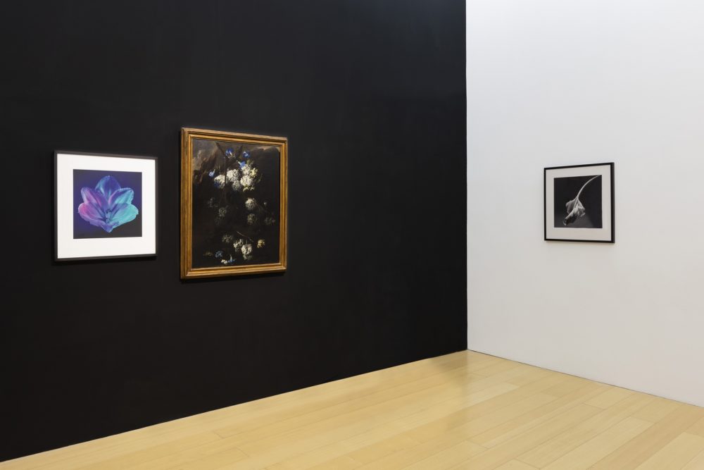 Robert Mapplethorpe, "Coreografia per una mostra", veduta della mostra al Madre, Napoli. Foto © Amedeo Benestante.