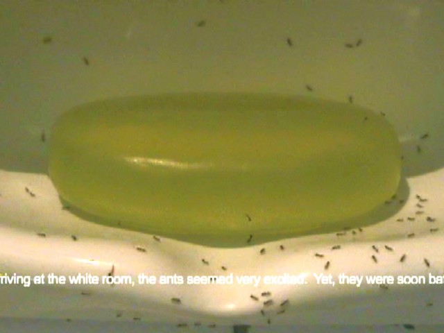 Sergio Vega, The Ants and the Soap, 2006. Frame da video. Courtesy Galleria Umberto Di Marino, Napoli.