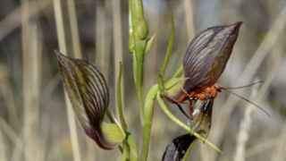 madre-napoli_zheng-bo_Zheng Bo 1
